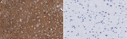 GABA Transporter-3, CT Rabbit anti-Rat, Polyclonal, MilliporeSigma 25 &mu;g;
